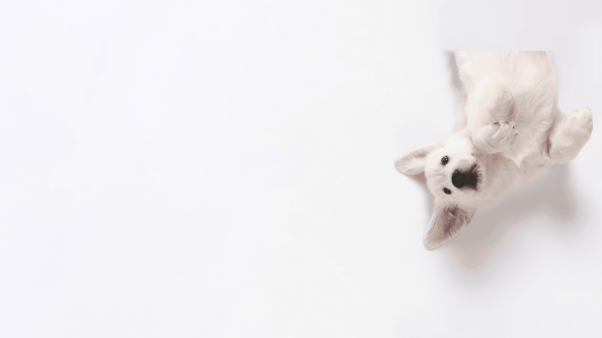 Background dog