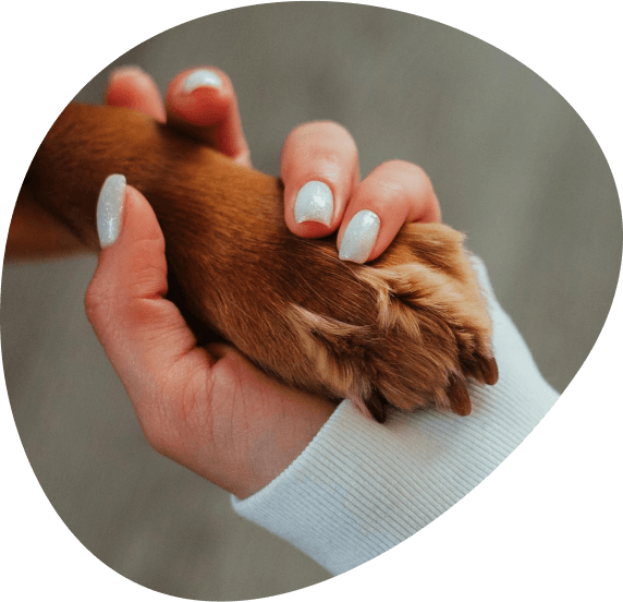 Dog image