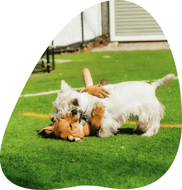 Dog image