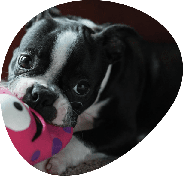 Dog image