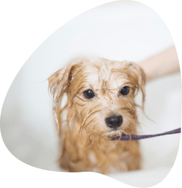 First dog image