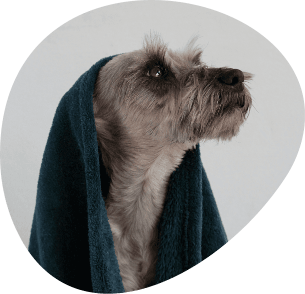 Dog image
