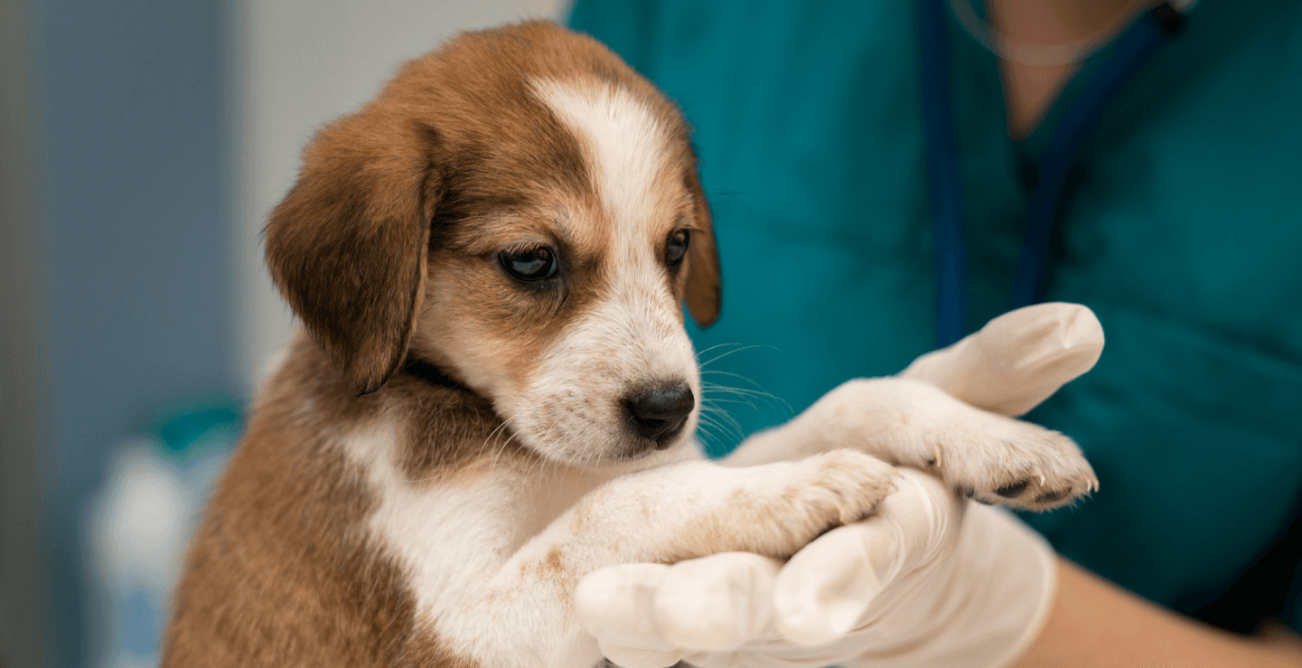 Dog image