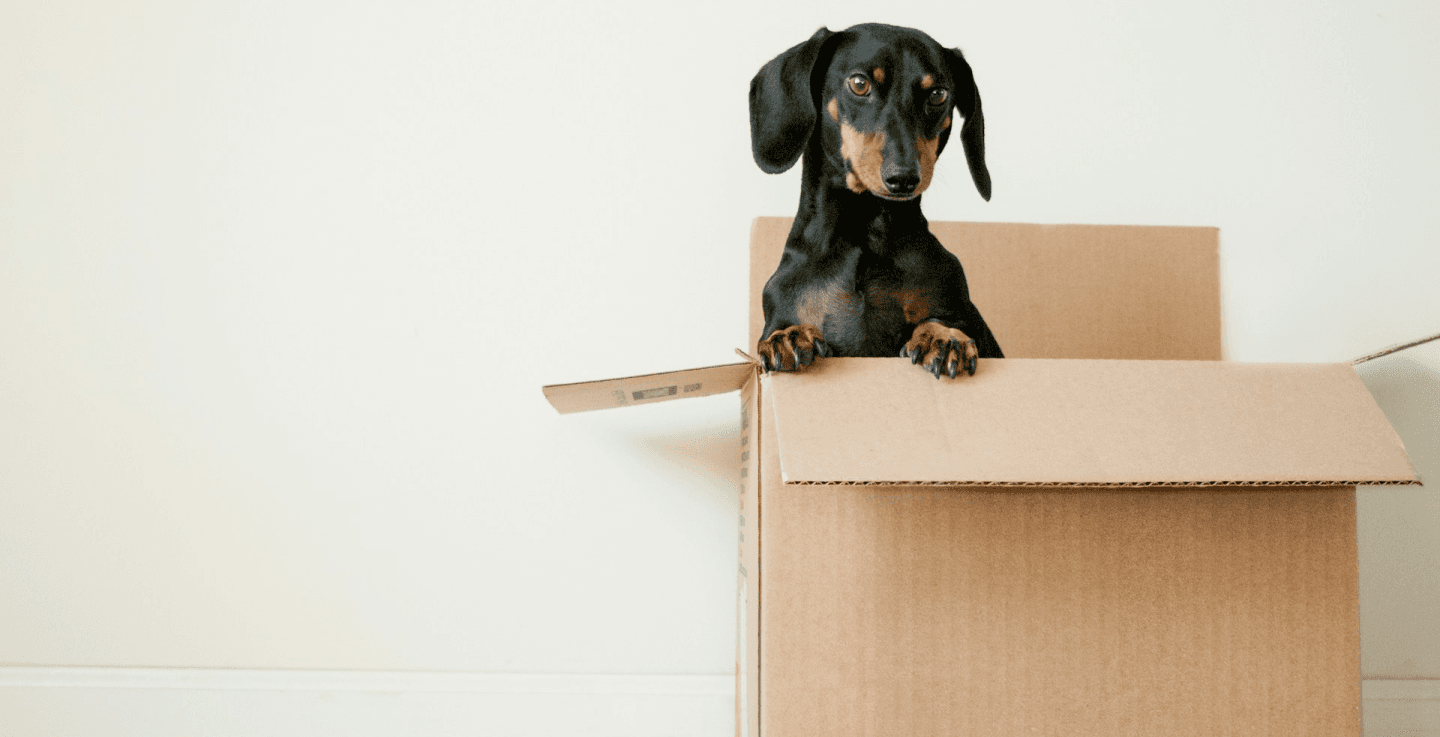Dog in box