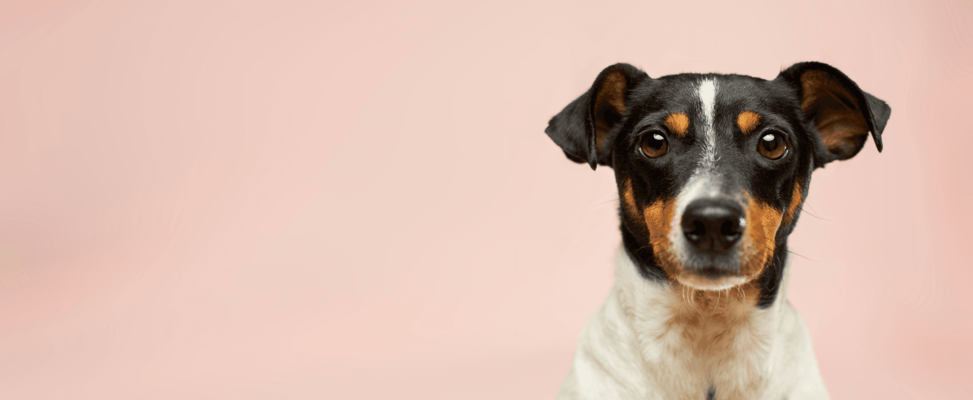Background dog